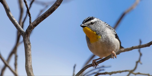 Aussie Bird Count: Birdwatching for Beginners