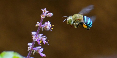 Creating Habitat for Pollinators workshop 