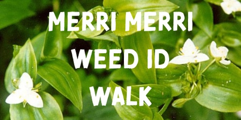 Merri Merri Weed ID Walk 2024