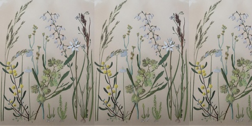 A Homage to Kath Alcock: Artist and Naturalist