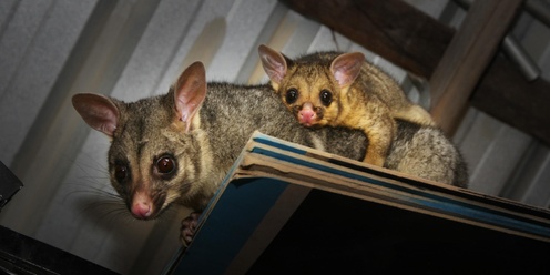 Book Launch: Living with Wildlife: a guide for our homes and backyards