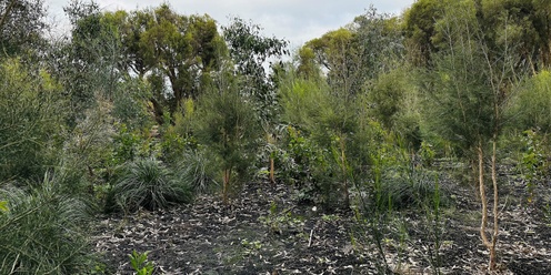 Careniup Wetlands (Secret Garden) Restoration