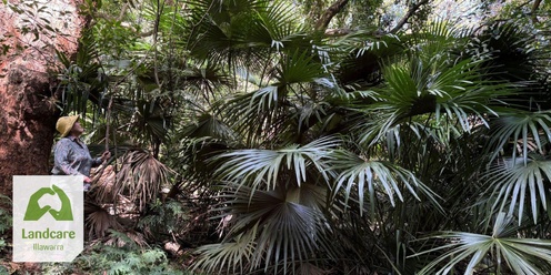 Future Proofing the Cabbage Tree Palm Project - Community Launch