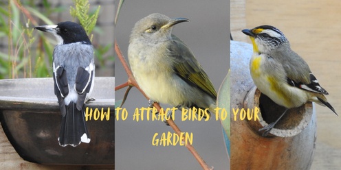 How to attract birds to your garden!