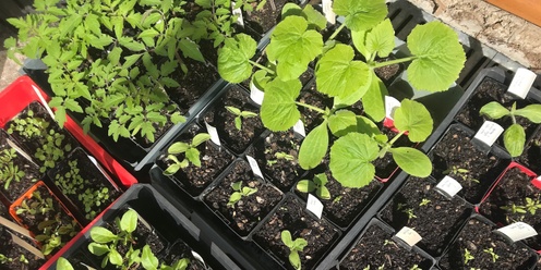 Plant Propagation Techniques