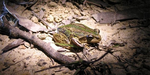Frog Walk & Talk Lookout Dam