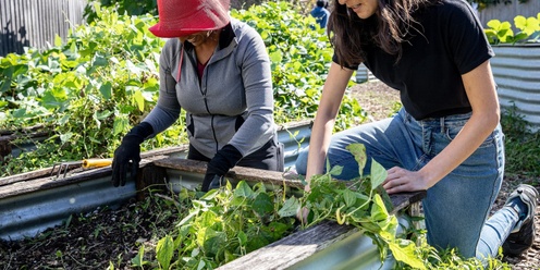 Healthy Edible Garden Series: Creating a No-dig Garden bed