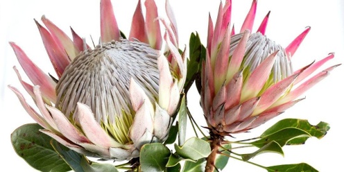 Protea Paint and Sip