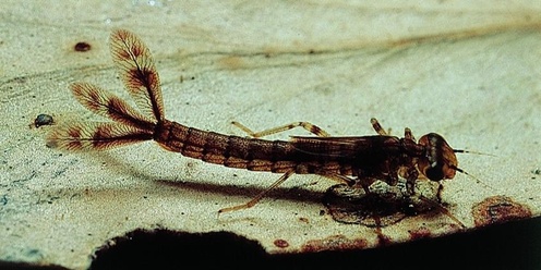 Macroinvertebrate Survey - Hughes Creek & Dandenong Ranges