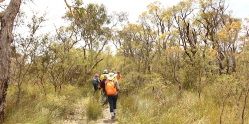 Habitat Restoration: Walking the Cumberland Plain 