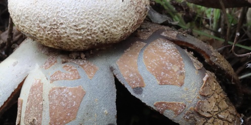 Nov. 23rd, 2024 - Wild Mushrooming at Salt Point