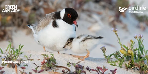 Bird Talk & Beach Walk – Meet the Beach-Nesting Birds of West Beach