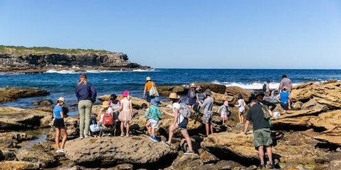 Rockpool Ramble at Little Bay