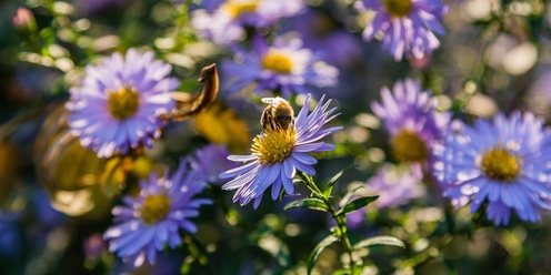 Powerful Pollinators • SpringTime Seniors • Sebastopol Library