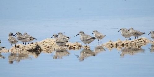 Celebrate World Migratory Bird Day - view our awesome migratory shorebirds