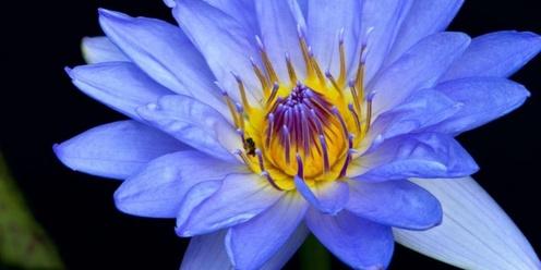 Regulate & Meditate- A Blue Lotus Ceremony
