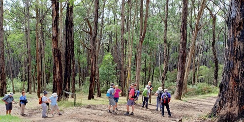 Cockatoo to Emerald Lake - Grade 3 (medium)