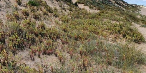 Working Bee - Sea Spurge removal