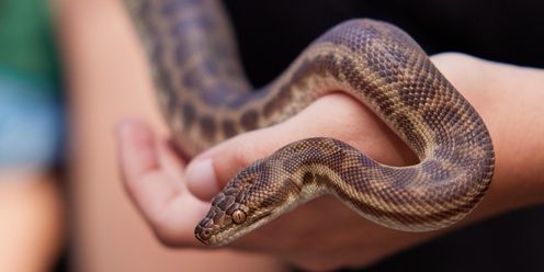 Reptiles of Stirling presented by City of Stirling and Critters Up Close