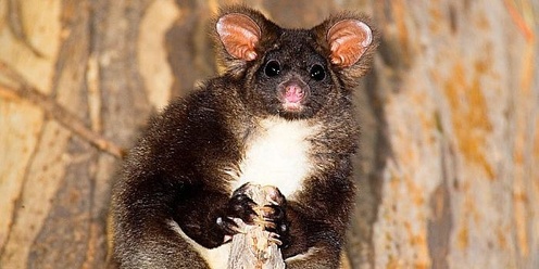 Stanley Landcare Southern Greater Glider Walk 