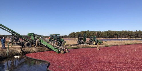 Cranberry Harvest Tours