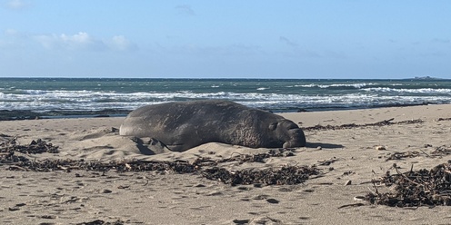 Elephant Seal Tour - Queer Hike at Año Nuevo