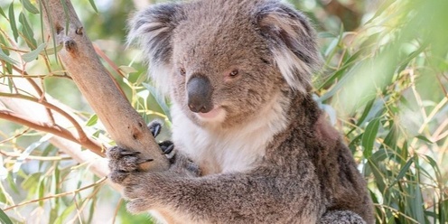 School Holidays: Wild About Animals