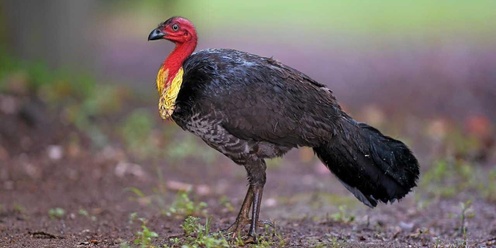 Living with Australian Brush-turkeys Presentation