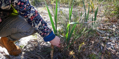 Grab a Gladi at Signal Hill Bushland