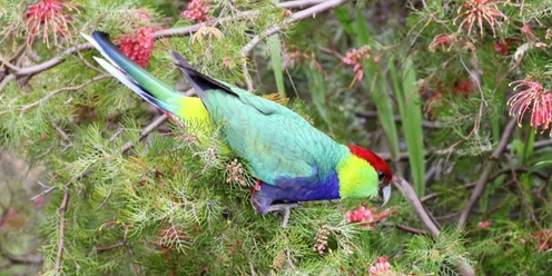 Brice Wells Memorial Bird Walk - Jorgensen Park, Kalamunda