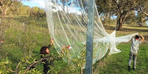 Fruit Fly Preparedness for Home Gardeners