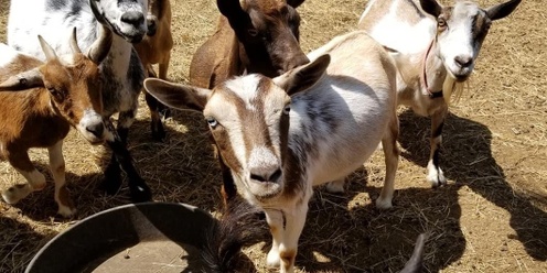 Rocky Meadow Farm Field Trip-Claremore