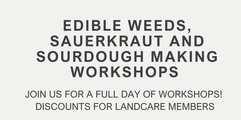 Edible weeds, sauerkraut and sourdough making