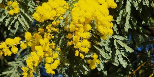 WATTLE THEY THINK OF NEXT?