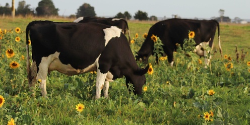 Bee Friendly Farming for Livestock