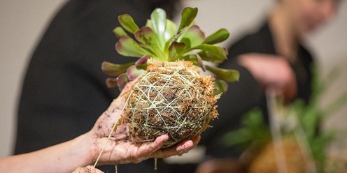 Kokedama Moss Balls with Winter