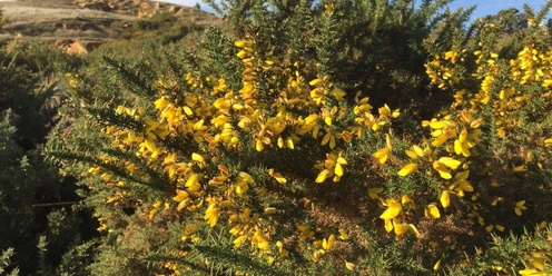 Best Practice Gorse Seminar - Partnerships Against Pests Workshop 2 