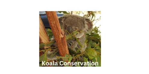 Koala Walk & Talk