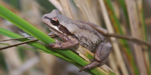 Frog Bog Workshop and AGM