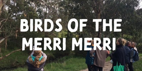 Birds of the Merri Merri 