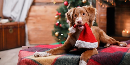 Pet Santa Photos