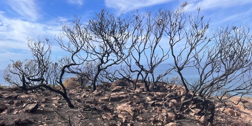 Fishermans headland guided post burn walk