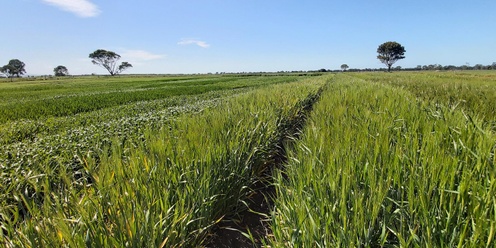 Spring Field Day - Gippsland Agriculture Group