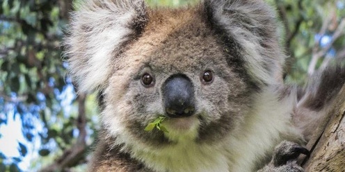 The Koala in the Ovens Catchment