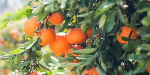 Darlington Community Garden 2024 Workshop: How to prune fruit trees