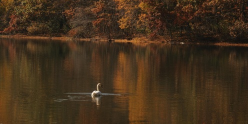 Autumnal Magic - Forest Bathing + Watercolor Meditation