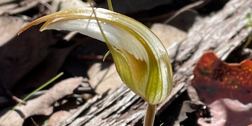 2024 Orchid and wildflower walk at Wooragee (second walk) 