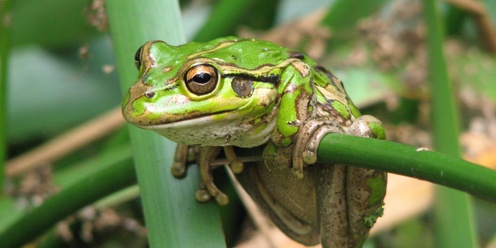 Frog Night Stalk — GET WILD ABOUT WETLANDS