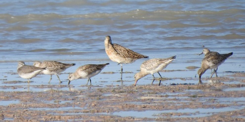 Friends of Adelaide International Bird Sanctuary Annual General Meeting 2024