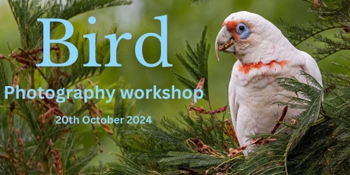 Bird Photography Workshop